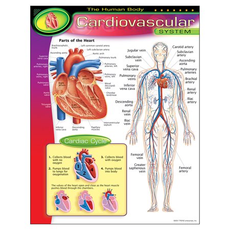 Trend Enterprises Learning Chart, The Human Body Cardiovascular System (T 38090)