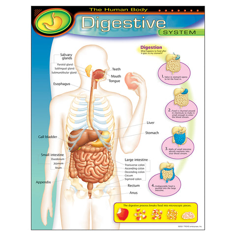 Trend Enterprises Learning Chart, Digestive System (T 38092)