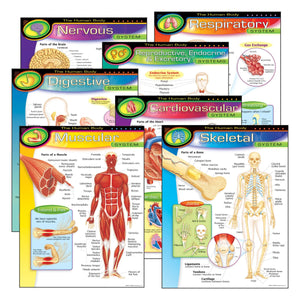 Trend The Human Body Learning Chart Combo Pack (T 38913)
